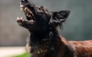 如何训练比特犬打架（打造强悍的比特犬守护者）