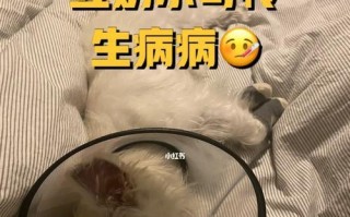 解决澳洲梗患皮肤病的有效方法（预防与治疗皮肤病，让澳洲梗恢复健康）