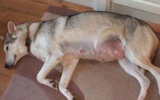 母犬怀孕的迹象及阶段（了解母犬怀孕的表现和发展过程）