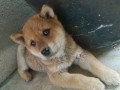 如何让家里的狗狗不认生？（实用方法分享，轻松拥有亲人般的宠物）
