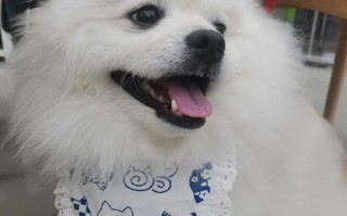 人们为何如此喜爱狗狗？（探索网友对狗狗的深情厚意）