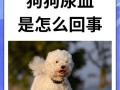 关于狗狗拉血的救治方法（狗狗拉血，不要慌！这是救得回来的！）