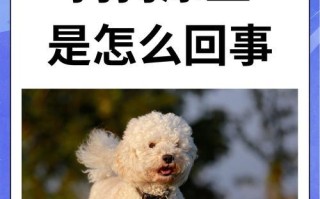 关于狗狗拉血的救治方法（狗狗拉血，不要慌！这是救得回来的！）