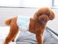狗狗生理裤的使用和好处（了解狗狗生理裤的款式和功能，让它的生活更加舒适）