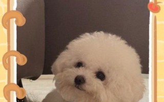 狗狗半个月不吃饭，如何解决？（宠物狗不吃饭的原因及应对策略）