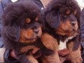 探秘藏獒幼犬的成长之路（了解以藏獒幼犬长什么样，掌握养护方法）