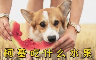 柯基犬的饮食禁忌与推荐食物（小短腿的饮食守则与喜好）