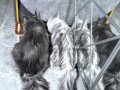 缅因猫的体重范围及成长特点（缅因猫体重的变化与饮食、运动的关系）