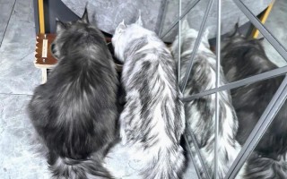 缅因猫的体重范围及成长特点（缅因猫体重的变化与饮食、运动的关系）