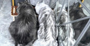 缅因猫的体重范围及成长特点（缅因猫体重的变化与饮食、运动的关系）