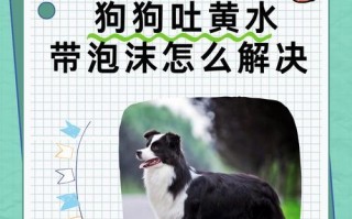狗狗桑子有痰怎么办？（教你如何缓解狗狗咳痰的方法）