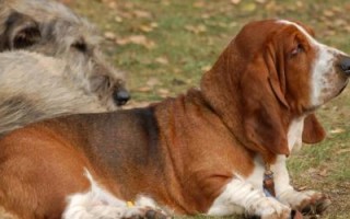 了解以巴吉度犬的体型标准（如何判断以巴吉度犬是否符合标准）
