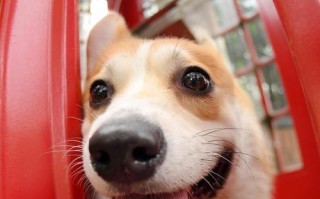 柯基犬的饮食禁忌（小心！这些食物会让你的柯基犬生病）