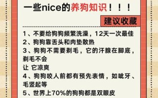 让宠物狗毛光泽美观的方法（如何让你的狗狗拥有亮丽的外表）