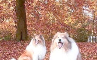 如何科学饲养苏格兰牧羊犬（养一只健康快乐的宠物）