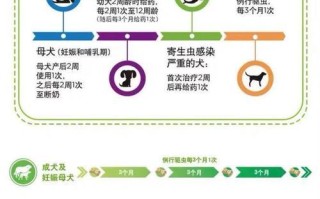 澳洲梗饲养全攻略（从选购到日常护理，如何照顾你的澳洲梗）