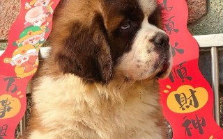 如何从幼犬的特征中判断其是否为大型犬？（探索幼犬的体型、骨骼和行为以辨别其成年后的体型）