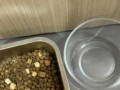 如何增加狗子的食欲（探究有效方法，让你的狗子欢喜吃饭）