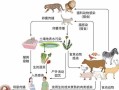 饲养方法详解——如何正确养殖俄罗斯麝香鼠（关键在细节，科学饲养让麝香鼠茁壮成长）