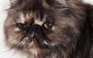 波斯猫饲养指南——让你的波斯猫健康快乐