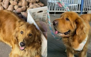 金毛犬的标准体重及如何维持健康体型（了解金毛犬的理想体重并学会保持其体型的方法）