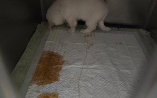 细小狗狗的恢复期（了解细小狗狗恢复期中嗜睡的原因和注意事项）