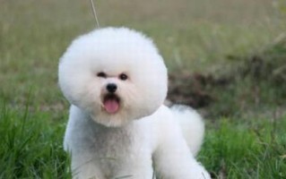 比熊犬的寿命与老化迹象（了解比熊犬的预期寿命和老化迹象，照顾你的毛绒宝贝）