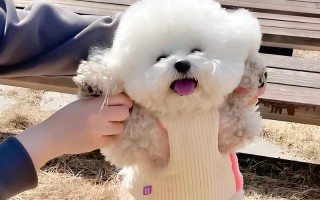 养一只比熊犬需要多少钱？（比熊犬饲养费用及相关费用细节解析）