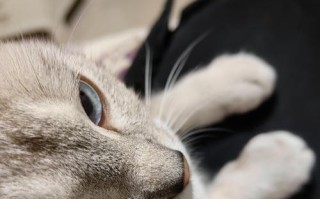 猫咪爬上腿上的意义（探索猫咪行为中的情感表达）