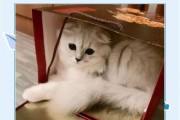 以折耳猫与英短猫的配种，培育出完美的优质后代（探究折耳猫和英短猫的基因优势，实现繁殖效益的最大化）
