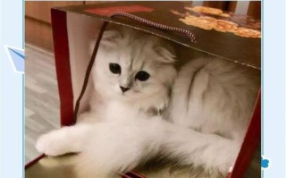 以折耳猫与英短猫的配种，培育出完美的优质后代（探究折耳猫和英短猫的基因优势，实现繁殖效益的最大化）