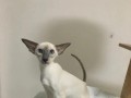 如何饲养东方短毛猫？（从喂养到清洁，全方位指导！）