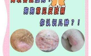 金毛的皮肤病（了解金毛的常见皮肤病，让您的宠物更健康）