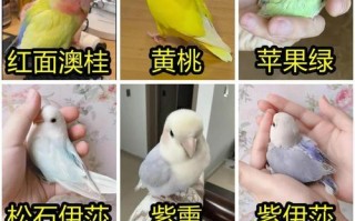 聪明可爱的鹦鹉（探索这些聪明鸟类的奇妙世界）