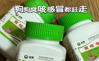 狗狗着凉咳嗽怎么办？（预防和治疗方法，让你的爱犬远离疾病）