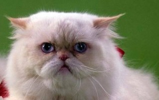 波斯猫的饲养方法（了解波斯猫的性格和特点）