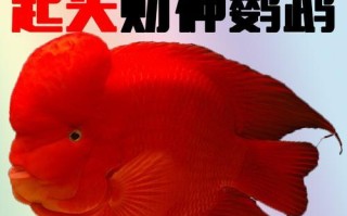 元宝红饲养指南（打造最佳水草缸）
