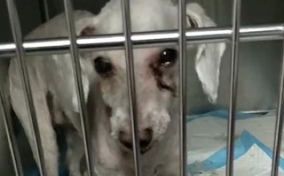 狗狗割声带是否对狗造成重大伤害？（探讨狗狗割声带的影响及可能的风险）