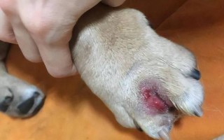 狗狗肛门痒的原因及处理方法（探究狗狗肛门痒的根本原因以及有效的解决方案）