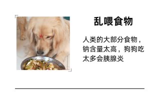 常见导致狗狗呕吐的原因及自行治疗方法（探讨狗狗呕吐的常见原因，提供自行处理的有效方法）