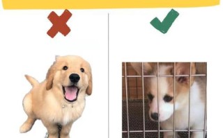 幼犬驱虫的重要性及方法（保护幼犬健康的驱虫指南）
