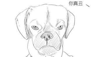 狗为什么需要断指甲？（探索狗断指甲的重要性以及相关注意事项）