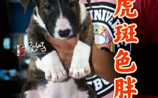英国牛头梗和迷你牛头梗的价格一览（了解牛头梗犬种的价格走势及影响因素）