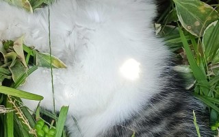 猫为什么会抽筋（探寻猫抽筋的原因和预防方法）