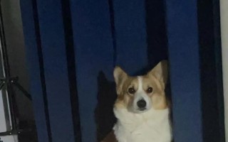 柯基犬（柯基犬的表现和行为证明了你是它的亲密伙伴）