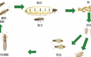 高山白腹鼠的饲养方法（科学饲养，健康成长）