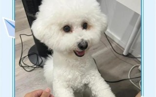 以比熊犬为例，何时进行最佳的疫苗接种？（比熊犬养护需知，疫苗接种的时机与注意事项）