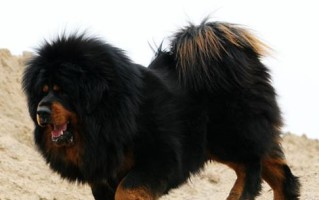 藏獒的服从性及其关键因素（探究藏獒的服从性特点与培养方法）