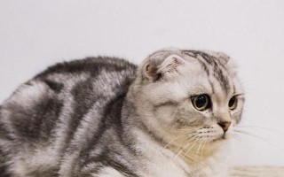 苏格兰折耳猫的价格和市场情况（探索苏格兰折耳猫的市场行情及价格走势）