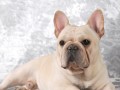 宠物斗牛犬中暑应急指南（如何防止宠物中暑？中暑后该如何应对？）